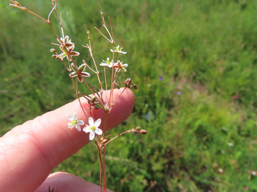 Image of Pharnaceum elongatum by (c) linkie, some rights reserved (CC BY)