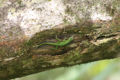 Anolis evermanni