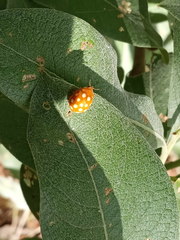 Calvia quindecimguttata