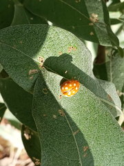 Calvia quindecimguttata