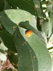 Calvia quindecimguttata