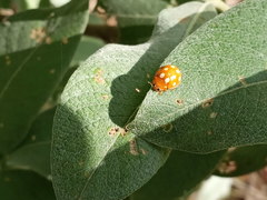 Calvia quindecimguttata