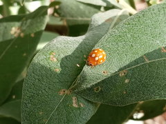 Calvia quindecimguttata