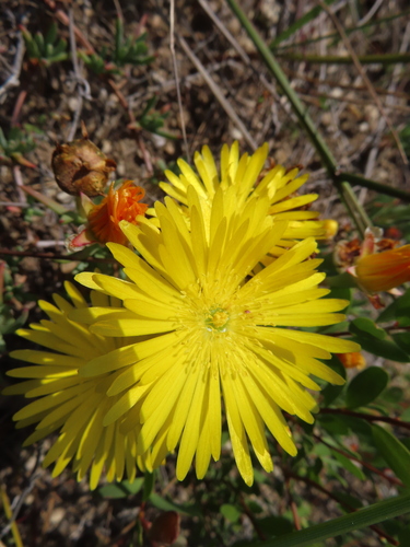 Image of Lampranthus explanatus by (c) linkie, some rights reserved (CC BY)