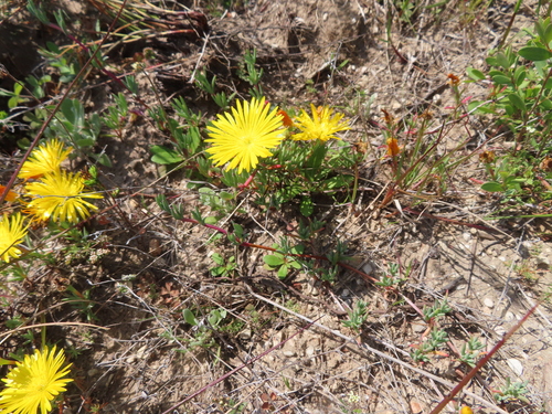 Image of Lampranthus explanatus by (c) linkie, some rights reserved (CC BY)
