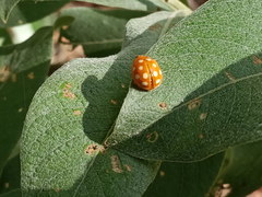 Calvia quindecimguttata
