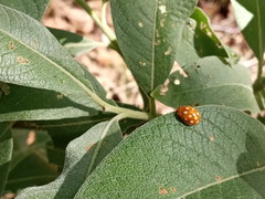 Calvia quindecimguttata