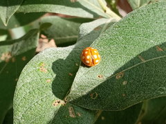 Calvia quindecimguttata