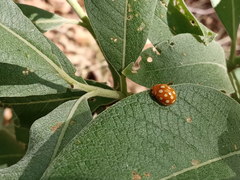 Calvia quindecimguttata