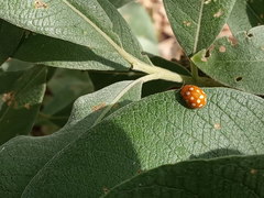 Calvia quindecimguttata