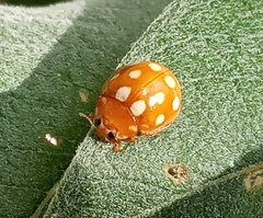 Calvia quindecimguttata