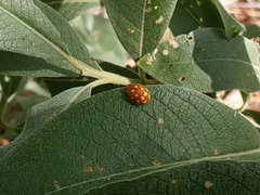 Calvia quindecimguttata