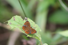 Antillea pelops