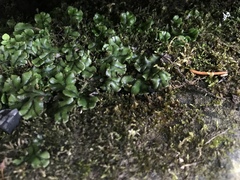 Marchantia polymorpha polymorpha