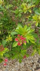 Jatropha integerrima