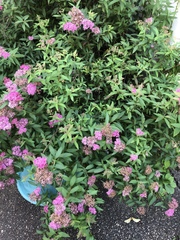Spiraea