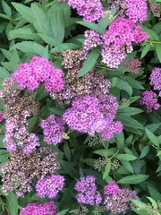 Spiraea