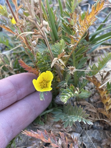 Image of Geum rossii by (c) Sam Kieschnick, some rights reserved (CC BY)