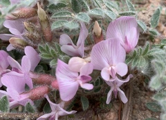 Astragalus parryi