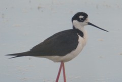 Himantopus mexicanus mexicanus