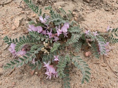 Astragalus parryi