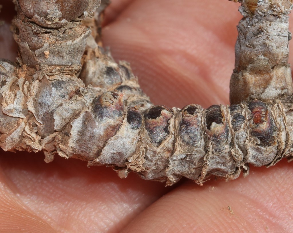 Monilaria scutata (L.Bolus) Schwantes 2