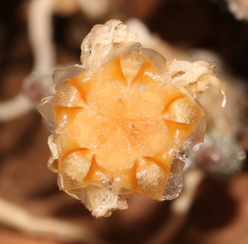 Image of Monilaria scutata by (c) Brian du Preez, some rights reserved (CC BY-SA)