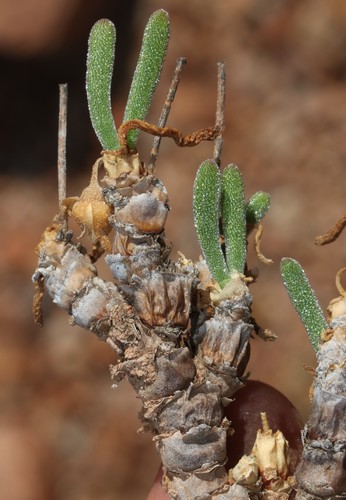 Image of Monilaria scutata by (c) Brian du Preez, some rights reserved (CC BY-SA)