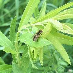 Parhelophilus integer