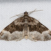 Euphyia intermediata - Photo (c) Jim Johnson,  זכויות יוצרים חלקיות (CC BY-NC-ND), הועלה על ידי Jim Johnson