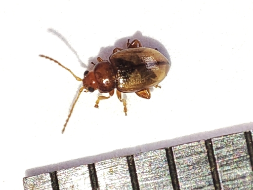 Loosestrife Flea Beetle