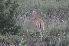 Odocoileus virginianus texanus