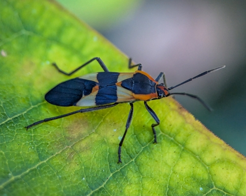 Large Milkweed Bug photographed in New York