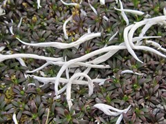 Thamnolia vermicularis vermicularis