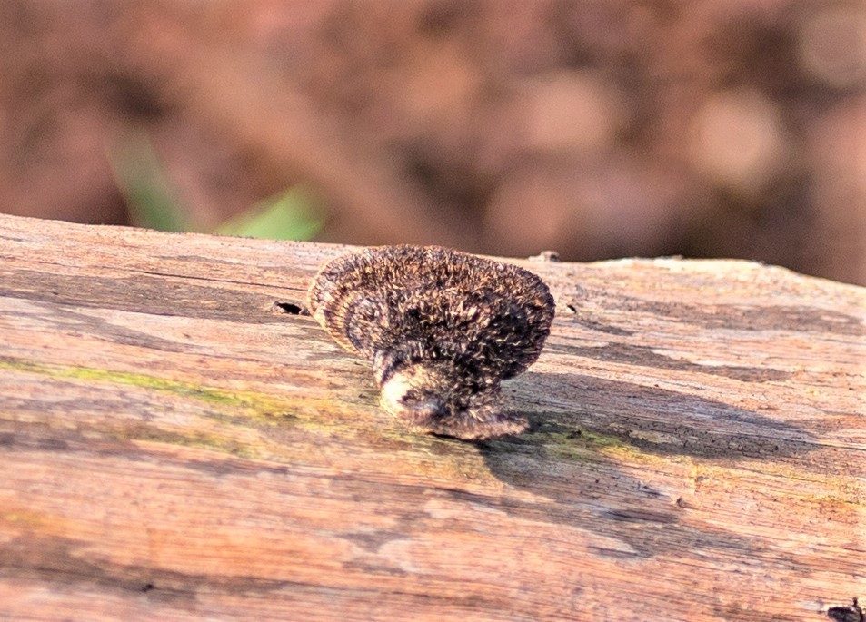 Hexagonia hydnoides · June 2019 · photo: © gerryvantonder (iNaturalist, cc-by)