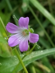 Geranium columbinum