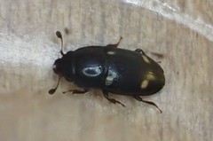 Glischrochilus siepmanni