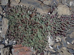 Veronica telephiifolia