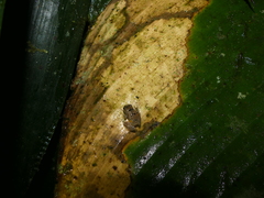 Pristimantis parvillus