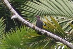 Patagioenas squamosa