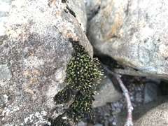 Ptychomitrium polyphyllum