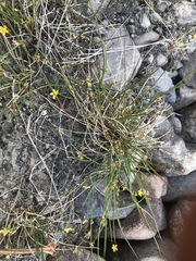 Juncus filiformis
