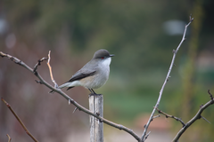 Pyrope pyrope pyrope