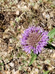 Monardella breweri lanceolata