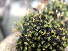 Ptychomitrium polyphyllum