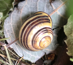 Cepaea nemoralis