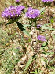 Monardella breweri lanceolata