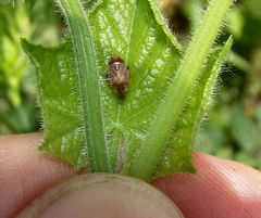 Agnocoris