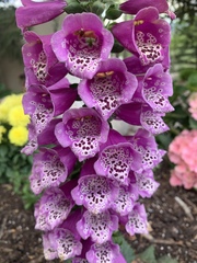 Digitalis purpurea purpurea