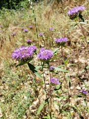 Monardella breweri lanceolata